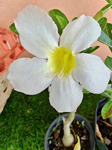 Anak pokok adenium  untuk Dijual - photo 4 of 6