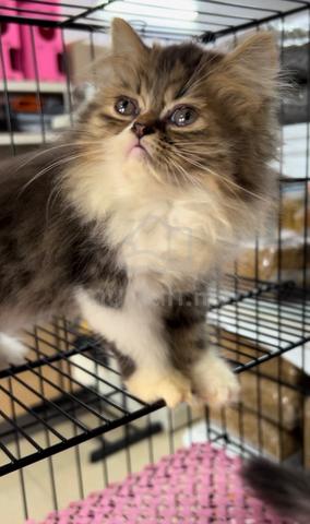 Persian semi flat face - photo 2 of 2