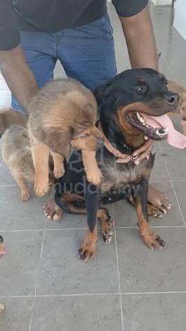 Rottweiler mix breed puppy - Pets for sale in Gombak, Kuala Lumpur