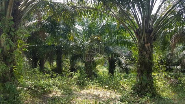 Pahang 500 acres Palm oil land facing main road 1