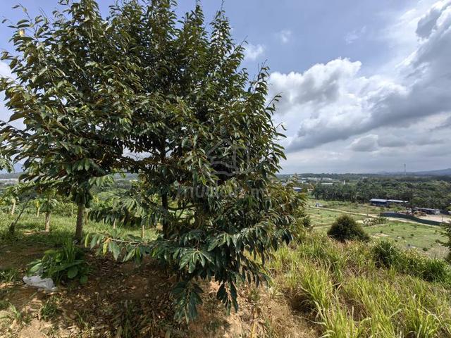 9.75 Acres Freehold Musang King Durian Farm Raub 1