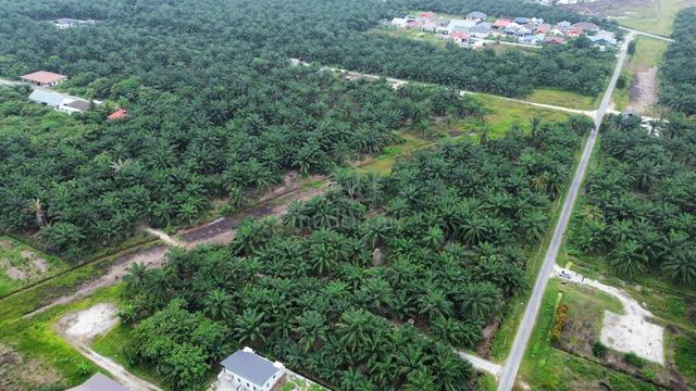 Tanah Sawit Kampung Jenjarom Tg Dua Belas 1