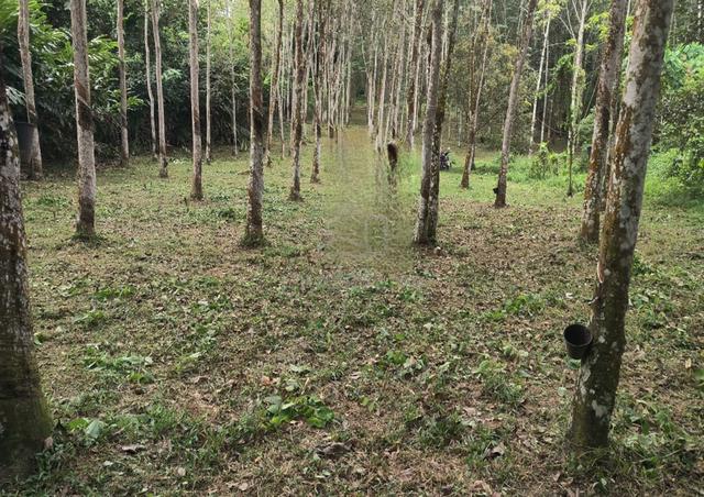2 Acres Rubber Tree Plantation Mantin/Nilai Negeri Sembilan 1