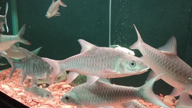 Koleksi Ikan Tempatan  - photo 4 of 6