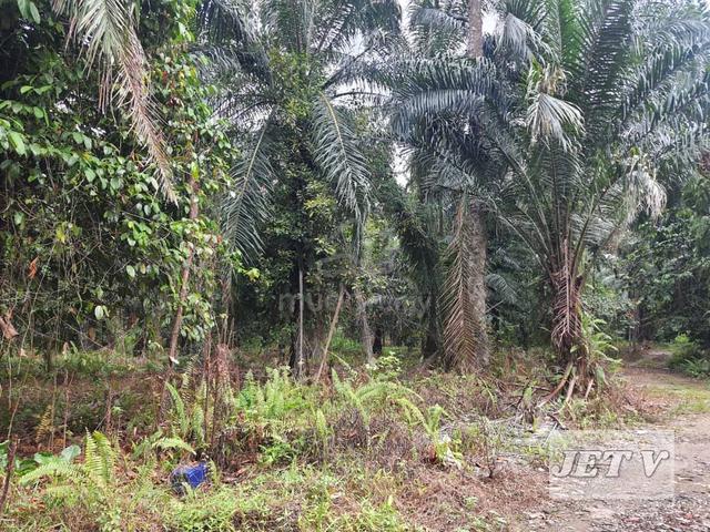 Kampung jawa 2 Acres Mix development land For Rent 1