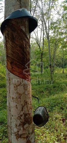 Tanah pertanian LOT 5788 (tanaman getah) Untuk Dijual 3