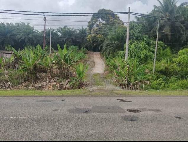 Tanah Tanaman sawit 1