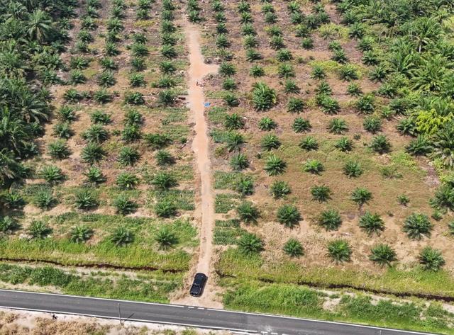Benut 4.15 Acre Beside Tar Road Oil Palm Land Pontian 135k Only 1
