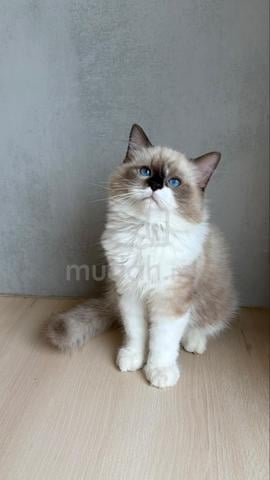 cat for sale ragdoll - photo 3 of 3
