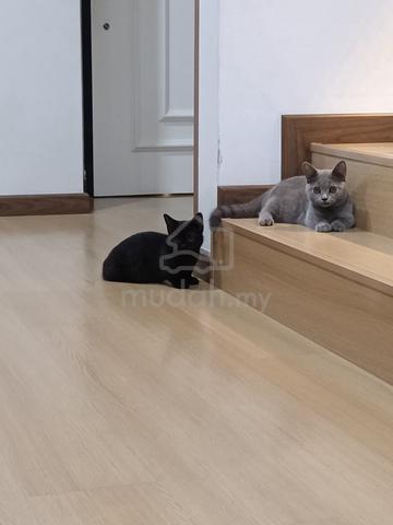 BSH Munchkin Clear Cage - photo 5 of 5