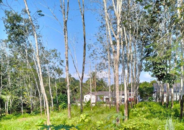 1 Ekar Tanah Pokok Getah Kg Bumbun Segamat Johor 1