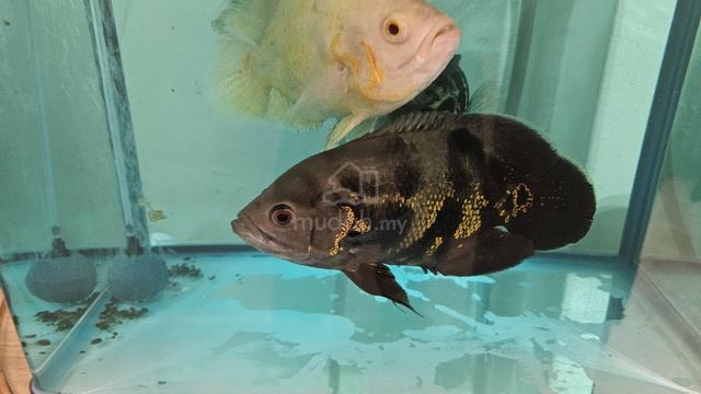Oscars and Jaguar Chiclid  - photo 2 of 4