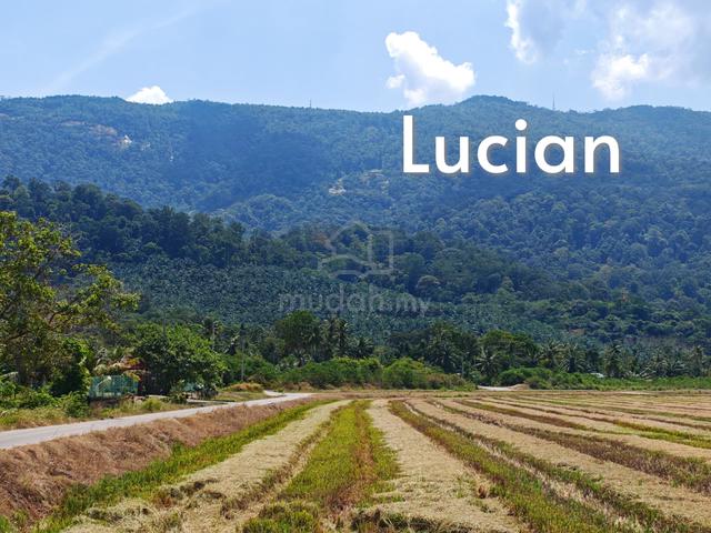 Kuala Mudah Yan Oil Palm Land For Sales durian & matured oil palm tree 1