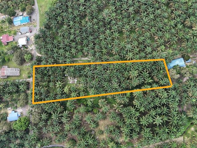 Tanah Kebun Sawit 1.68 Chaah Baru, Batu Pahat [MURAH, TEPI JALAN KG] 1