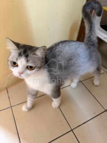 Cat for rehome with fee - photo 2 of 2