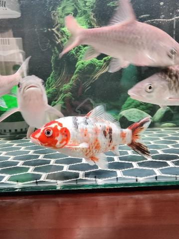 Carousel Image