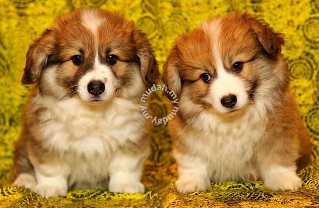 2month TopQuality Longhair Corgi Puppies for sale Pets for sale in Putrajaya Putrajaya