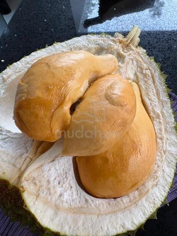 Keru, Tampin Roadside Durian Land for Sale 2