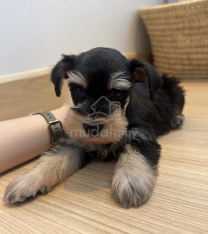 SCHNAUZER MINIATURE PUPPIES X72 🌻 雪纳瑞Female - photo 3 of 4