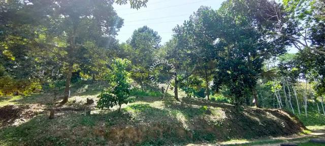 Telipok Durian Farm Land 4