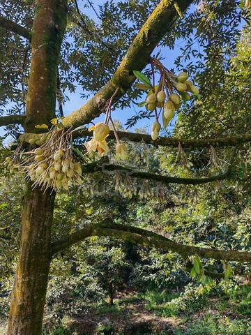 RAUB CHEROH 9.8 Ekar Freehold Musang King Durian Farm For Sale 1