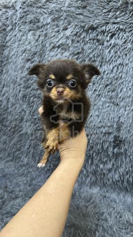 Chihuahua Male & Female Puppies M&F - photo 4 of 4