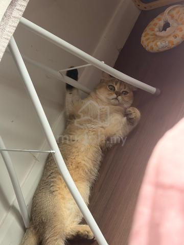 British shorthair - photo 2 of 6