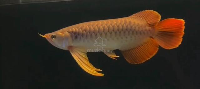 Red arowana Indonesia - Pets for sale in Cheras, Kuala Lumpur