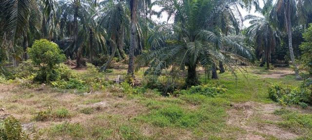 Tanah Kebun Sawit Murah 3 Ekar Di Sabak Bernam 4