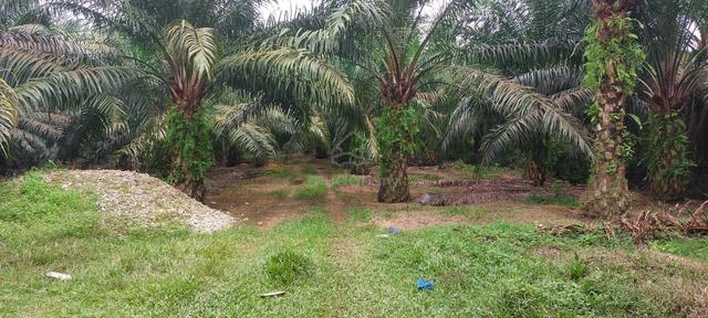 Residential/Commercial Land Sungai Karangan 2