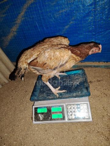 ayam cross aseel  - photo 3 of 4