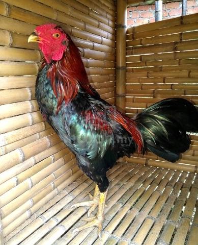 Ayam pakhoy pamagon  - photo 6 of 6