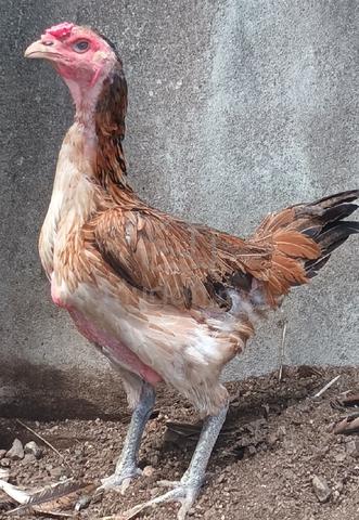 Ayam betina sabung pama - Pets for sale in Seberang Jaya, Penang