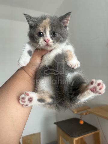 munckhin Calico - photo 3 of 3