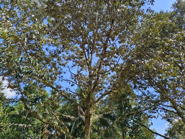 5.6 acre Durian Farm at Jalan Lubok Cina and Linggi, N9 2