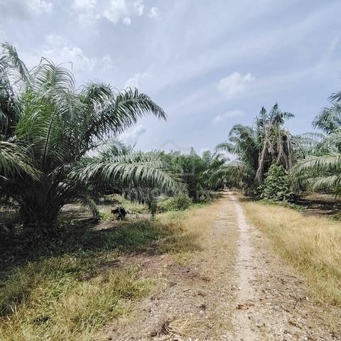 3.9 Acres Agriculture Land @ Pekan Nanas, Kampung Batu 28, Johor 1