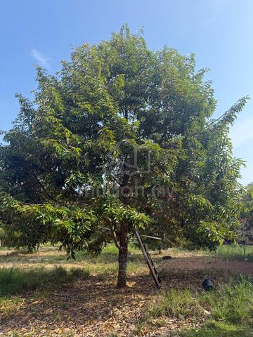 land for sale 1