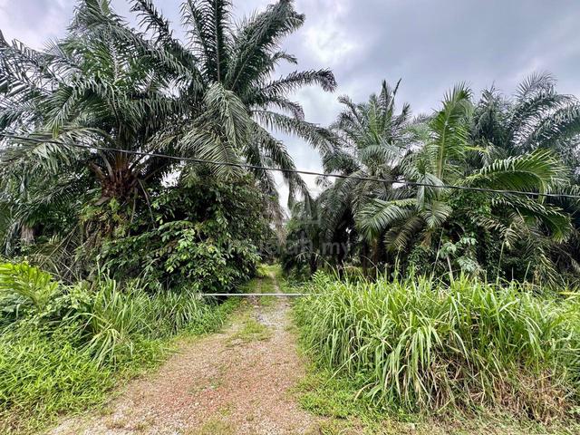 9.92 Acres Freehold Agricultural Land For Sale @ Ayer Baloi, Pontian 1