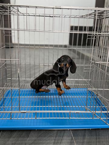 Male Dachshund puppy - photo 2 of 6