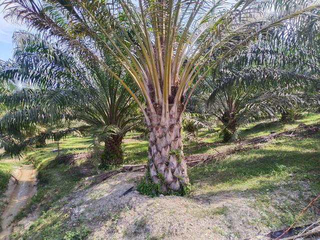 8.56 acres Palm oil land at Siputeh ,Batu Gajah Perak 1