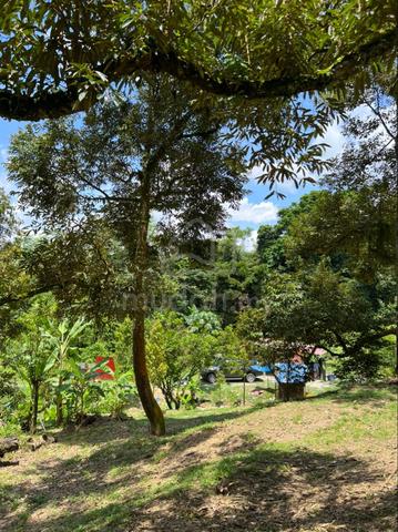 Premium Musang King Durian Orchard for Sale 1