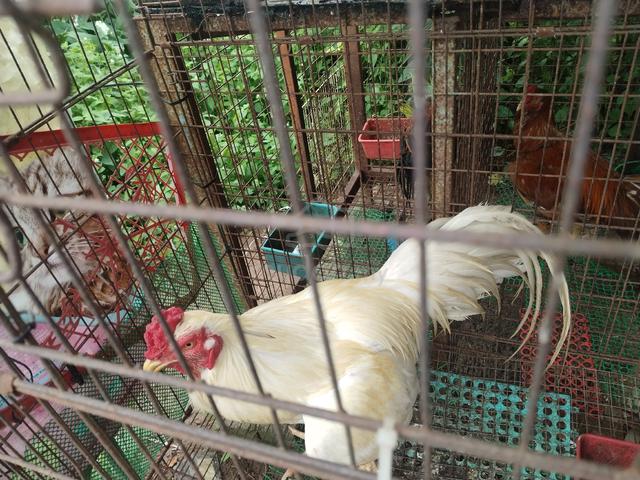 Ayam hujung - photo 4 of 4