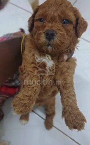 Carousel Image Selected
