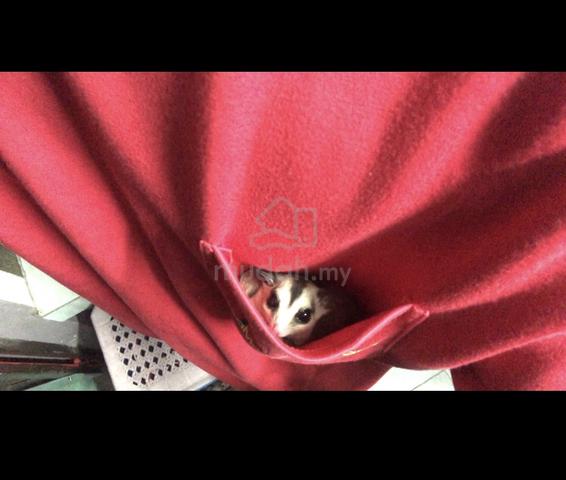Sugar Glider - photo 3 of 4