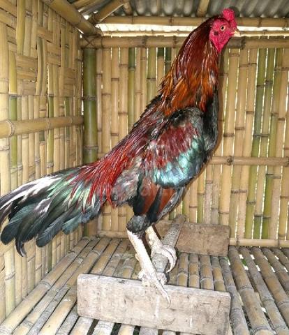 Ayam pakhoy pamagon  - photo 2 of 6