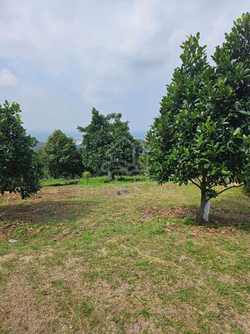 Seremban Dusun 5 Ekar, 200 Pokok Durian Gred A dan 100 Pokok Nangka 1