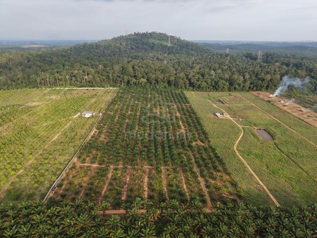 Tanah Pertanian Freehold siap Tanaman Sawit di Kulai Utk Dijual 1