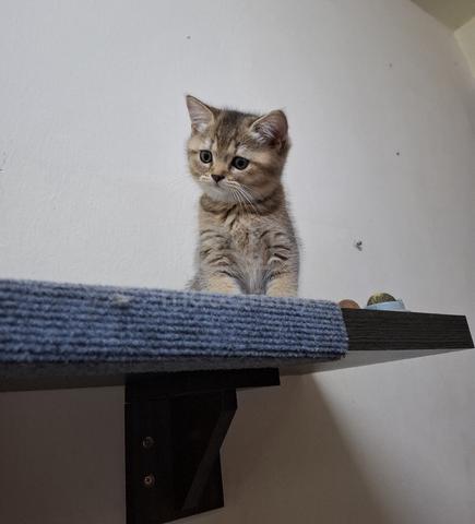 BSH Kitten - photo 4 of 6