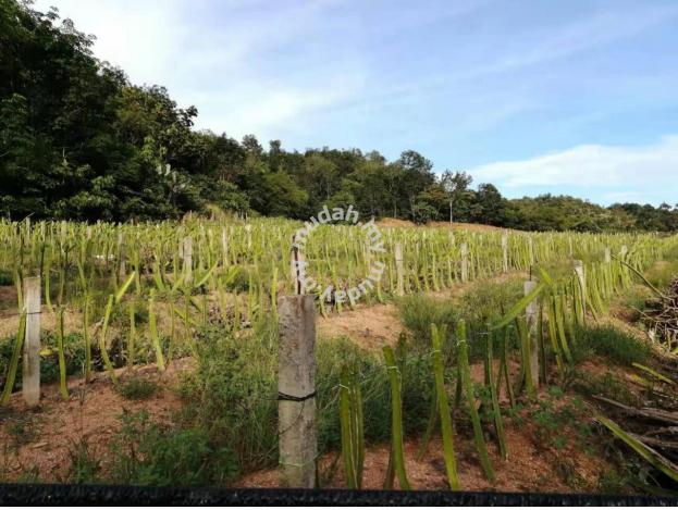 6 Arces Nilai Pajam Agricultural Land Batang Benar Negeri Sembilan 3
