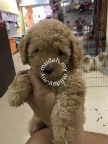 toy poodle mudah